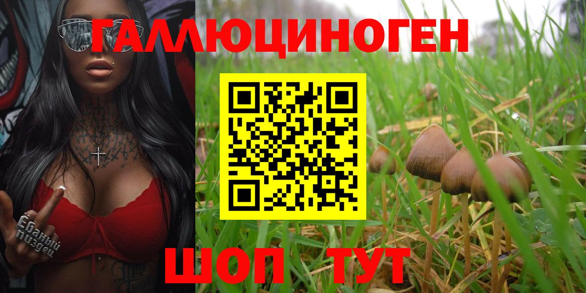 Славгород  Галлюциногенные грибы Cubensis  Вход с VPN 